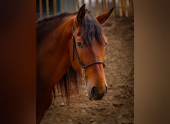 PRE, Castrone, 5 Anni, 165 cm, Baio scuro