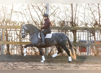 PRE, Castrone, 5 Anni, 165 cm, Grigio