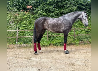 PRE Mix, Castrone, 5 Anni, 165 cm, Grigio