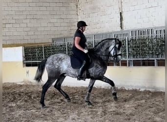 PRE Mix, Castrone, 5 Anni, 165 cm, Grigio