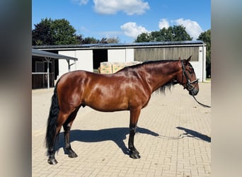 PRE, Castrone, 5 Anni, 166 cm, Baio