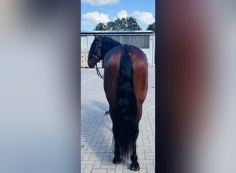 PRE, Castrone, 5 Anni, 166 cm, Baio