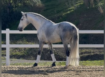 PRE, Castrone, 5 Anni, 166 cm, Grigio