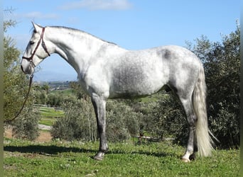 PRE, Castrone, 5 Anni, 166 cm, Grigio