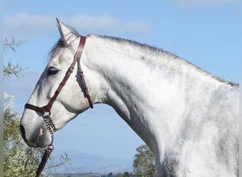 PRE, Castrone, 5 Anni, 166 cm, Grigio