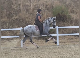PRE, Castrone, 5 Anni, 166 cm, Grigio