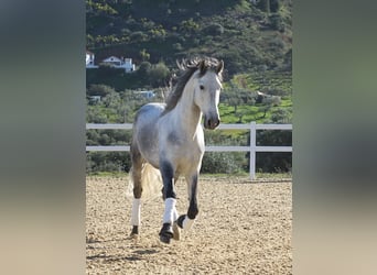 PRE, Castrone, 5 Anni, 166 cm, Grigio
