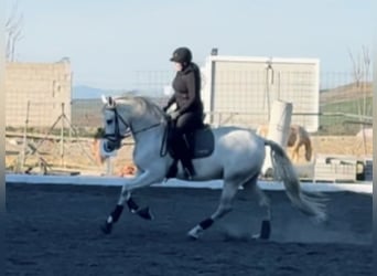 PRE Mix, Castrone, 5 Anni, 166 cm, Grigio