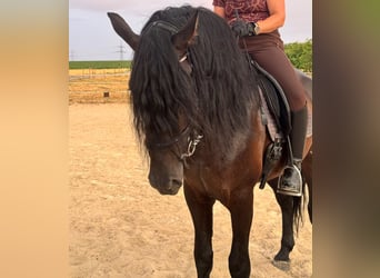 PRE Mix, Castrone, 5 Anni, 167 cm, Baio scuro