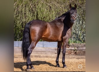 PRE, Castrone, 5 Anni, 167 cm, Baio scuro