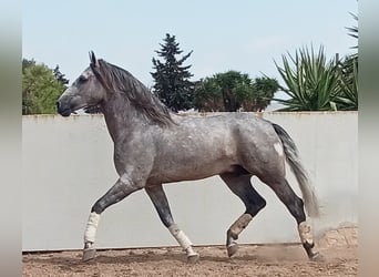 PRE, Castrone, 5 Anni, 167 cm