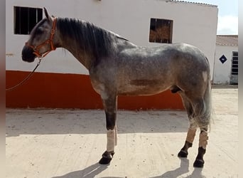 PRE, Castrone, 5 Anni, 167 cm