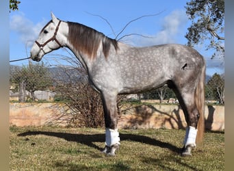 PRE, Castrone, 5 Anni, 167 cm, Grigio