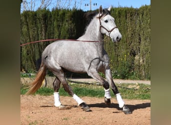 PRE, Castrone, 5 Anni, 167 cm, Grigio