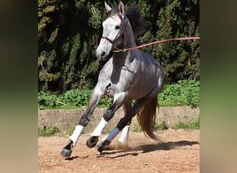 PRE, Castrone, 5 Anni, 167 cm, Grigio