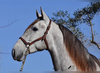 PRE, Castrone, 5 Anni, 167 cm, Grigio