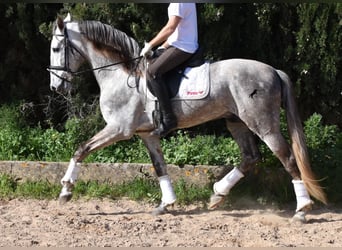 PRE, Castrone, 5 Anni, 167 cm, Grigio