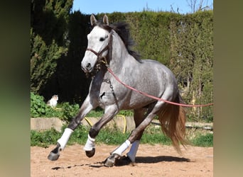 PRE, Castrone, 5 Anni, 167 cm, Grigio