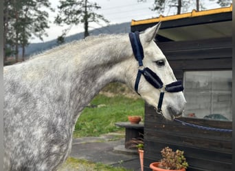 PRE, Castrone, 5 Anni, 167 cm, Grigio pezzato