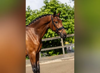 PRE, Castrone, 5 Anni, 168 cm, Baio