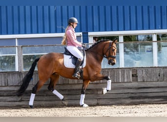 PRE, Castrone, 5 Anni, 168 cm, Baio