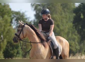 PRE, Castrone, 5 Anni, 168 cm, Pelle di daino