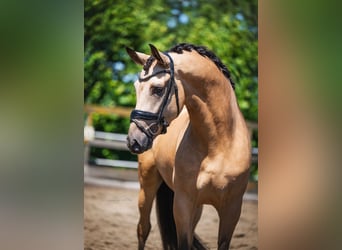 PRE Mix, Castrone, 5 Anni, 168 cm, Pelle di daino