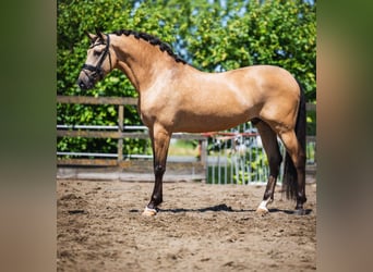 PRE, Castrone, 5 Anni, 168 cm, Pelle di daino