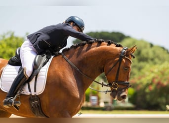 PRE Mix, Castrone, 5 Anni, 169 cm, Baio ciliegia