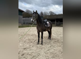 PRE Mix, Castrone, 5 Anni, 170 cm, Grigio ferro