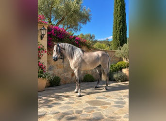 PRE, Castrone, 5 Anni, 170 cm, Grigio rossastro