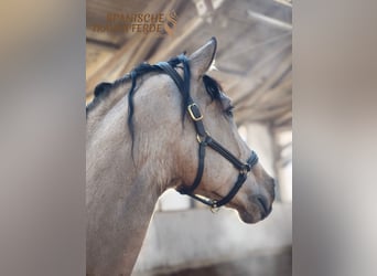 PRE Mix, Castrone, 5 Anni, 171 cm, Falbo