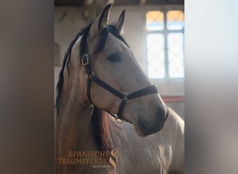 PRE Mix, Castrone, 5 Anni, 171 cm, Falbo