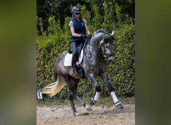 PRE, Castrone, 5 Anni, 172 cm, Grigio