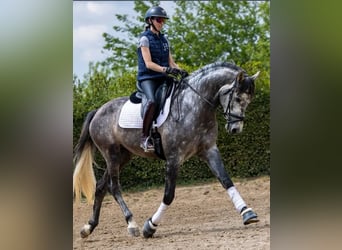 PRE, Castrone, 5 Anni, 172 cm, Grigio