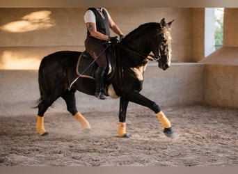 PRE, Castrone, 5 Anni, 172 cm, Grigio ferro
