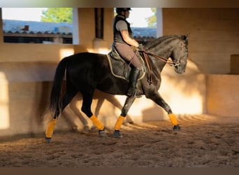 PRE, Castrone, 5 Anni, 172 cm, Grigio ferro
