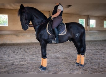 PRE, Castrone, 5 Anni, 172 cm, Grigio ferro