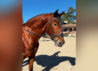 PRE Mix, Castrone, 5 Anni, 173 cm, Baio ciliegia