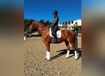 PRE Mix, Castrone, 5 Anni, 173 cm, Baio ciliegia