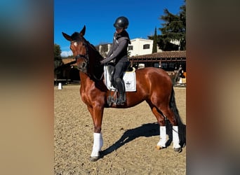 PRE Mix, Castrone, 5 Anni, 173 cm, Baio ciliegia