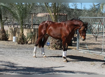 PRE Mix, Castrone, 5 Anni, Sauro