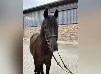 PRE, Castrone, 6 Anni, 152 cm, Morello