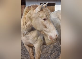 PRE Mix, Castrone, 6 Anni, 153 cm, Perlino