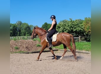 PRE Mix, Castrone, 6 Anni, 153 cm, Sauro