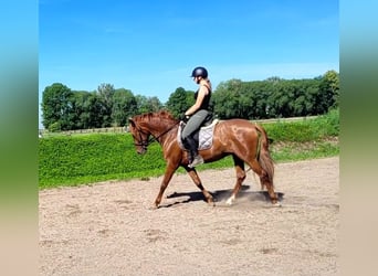PRE Mix, Castrone, 6 Anni, 154 cm, Sauro