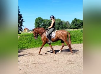 PRE Mix, Castrone, 6 Anni, 154 cm, Sauro