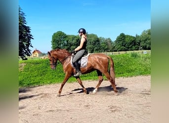PRE Mix, Castrone, 6 Anni, 154 cm, Sauro