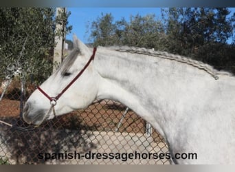 PRE Mix, Castrone, 6 Anni, 155 cm, Grigio