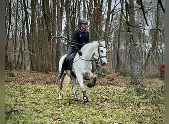 PRE Mix, Castrone, 6 Anni, 155 cm, Grigio